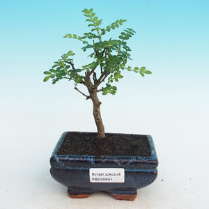 Pokojová bonsai - Sagerécie čajová PB216691