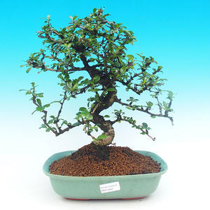 Pokojová bonsai - Carmona macrophylla PB215692