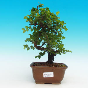 Pokojová bonsai - Sagerécie čajová PB216693