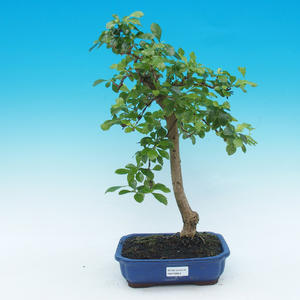 Pokojová bonsai - Duranta
