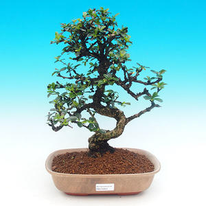 Pokojová bonsai - Carmona macrophylla PB215693