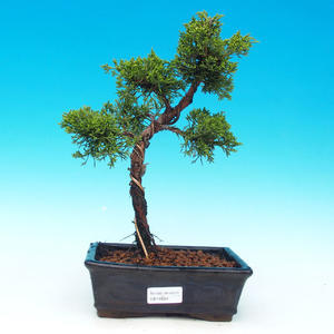 Pokojová bonsai - Carmona macrophylla PB215694