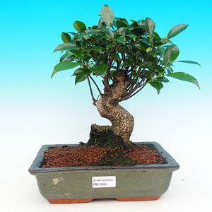 Pokojová bonsai - malolistý fíkus PB215695
