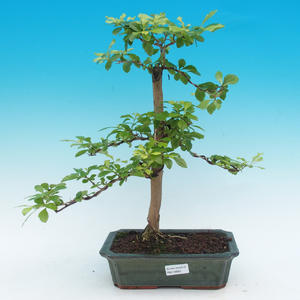 Pokojová bonsai - Duranta