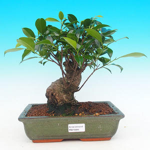 Pokojová bonsai - malolistý fíkus PB215696