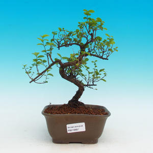 Pokojová bonsai - malolistý fíkus PB215697