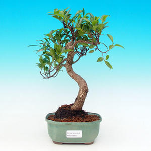 Pokojová bonsai - malolistý fíkus PB215698