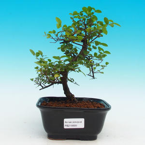 Pokojová bonsai - Sagerécie čajová PB216699
