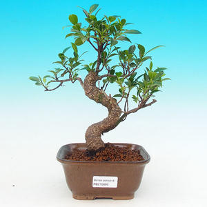Pokojová bonsai - malolistý fíkus PB215699