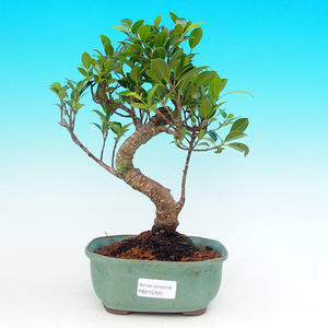 Pokojová bonsai - malolistý fíkus PB215700