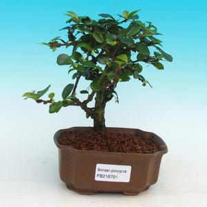 Pokojová bonsai - Carmona macrophylla PB216701