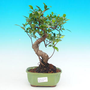 Pokojová bonsai - malolistý fíkus PB215701