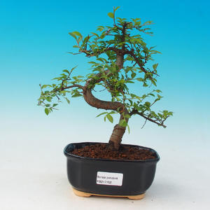 Pokojová bonsai - Carmona macrophylla PB216702