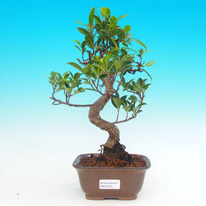 Pokojová bonsai - malolistý fíkus PB215702