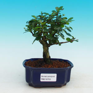 Pokojová bonsai - Carmona macrophylla PB216703