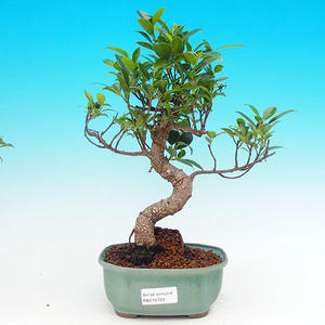 Pokojová bonsai - malolistý fíkus PB215703