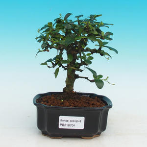 Pokojová bonsai - Carmona macrophylla PB216704