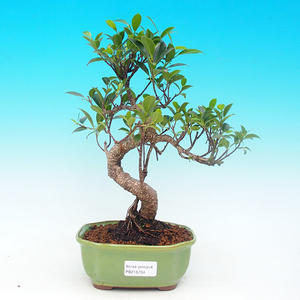 Pokojová bonsai - malolistý fíkus PB215704