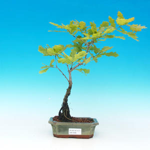 Pokojová bonsai - Carmona macrophylla PB216705