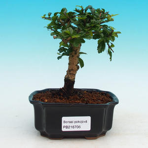 Pokojová bonsai - Carmona macrophylla PB216706