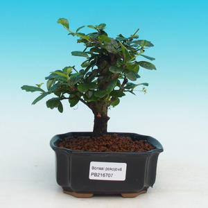 Pokojová bonsai - Carmona macrophylla PB216707