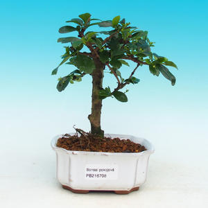 Pokojová bonsai - Carmona macrophylla PB216708