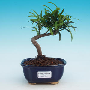 Pokojová bonsai - Carmona macrophylla PB216710