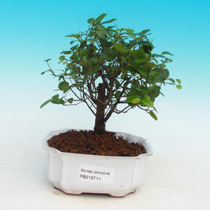 Pokojová bonsai - Duranta PB215714