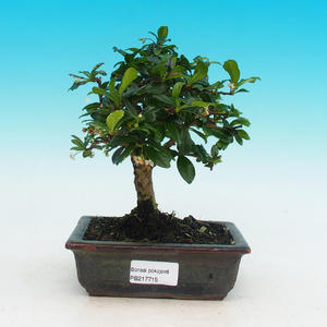 Pokojová bonsai - Duranta PB215715