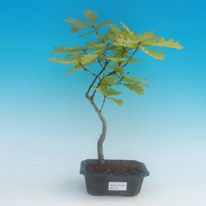 Pokojová bonsai - Duranta PB215716