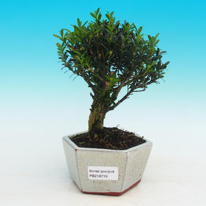 Pokojová bonsai - Duranta PB215719