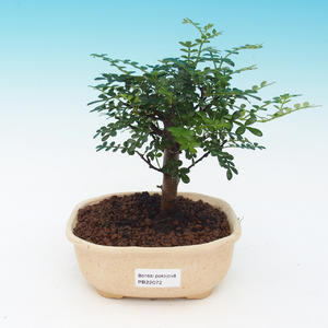 Pokojová bonsai -Ligustrum chinensis - Ptačí zob PB216672