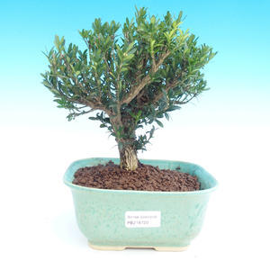 Pokojová bonsai - Duranta PB215720
