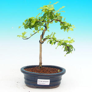 Pokojová bonsai - Duranta PB215721