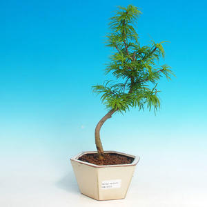 Pokojová bonsai - Duranta PB215722