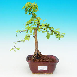 Pokojová bonsai - Duranta PB215723