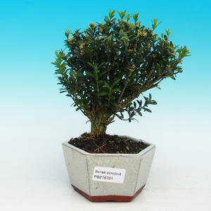 Pokojová bonsai korkový buxus PB216724