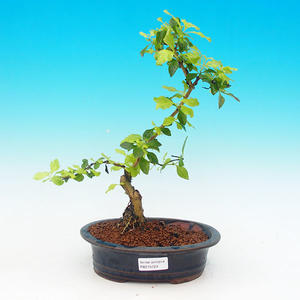 Pokojová bonsai - Duranta PB215724
