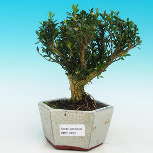 Pokojová bonsai korkový buxus PB216725