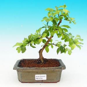 Pokojová bonsai - Duranta PB215725