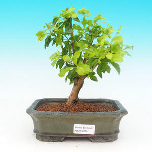Pokojová bonsai - Duranta PB215726