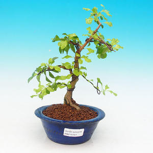 Pokojová bonsai - Duranta PB215727