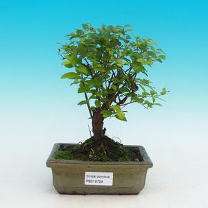Pokojová bonsai - Duranta PB215728