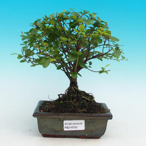 Pokojová bonsai - Duranta PB215729