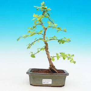 Pokojová bonsai - Duranta PB215730