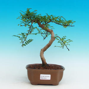 Pokojová bonsai - Pepřovník PB216731