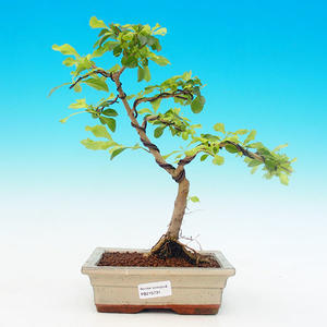 Pokojová bonsai - Duranta PB215731