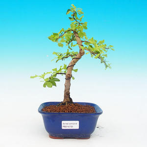 Pokojová bonsai - Duranta PB215732