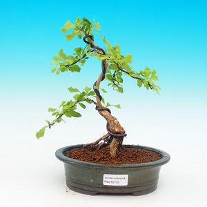 Pokojová bonsai - Duranta PB215733