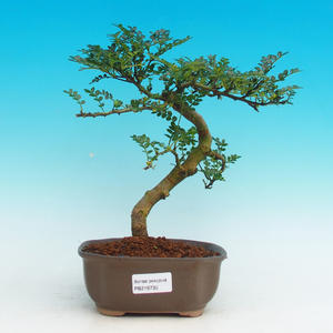 Pokojová bonsai - Pepřovník PB216735